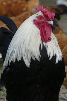 Rosenkämmiger Dorking Hahn (silberhalsig)