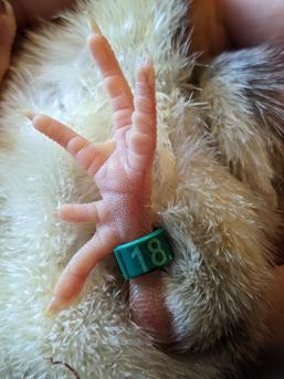 Kükenfuß mit fünf Zehen und Kennzeichnungsring