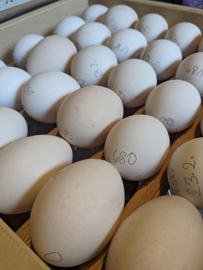 Foto von Bruteiern auf einer Rollhorde