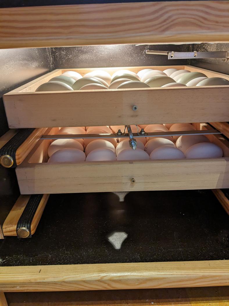 Blick in die Brutmaschine