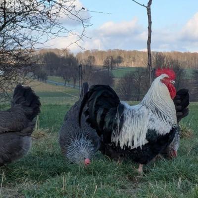 Pxl 20250131 134830133 800