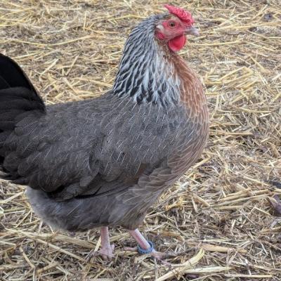 Pxl 20250312 063137352 A Web