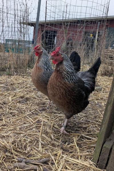 Pxl 20250312 063428873 A Web