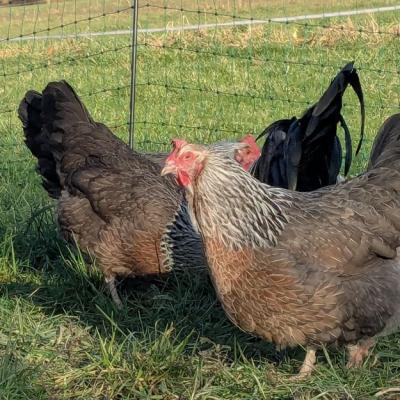 Pxl 20250131 135416427 800