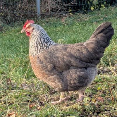 Pxl 20250131 135630954 800